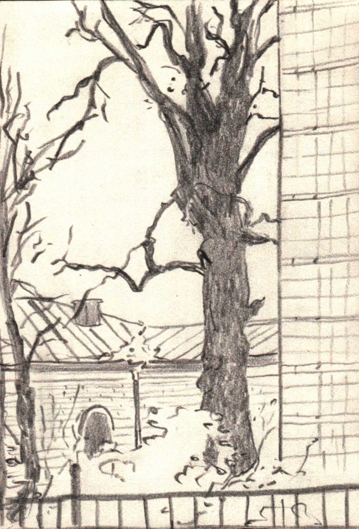 The big tree